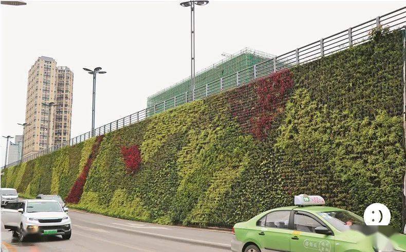 墙上花园!达州这些地方你看到了吗?_绿化