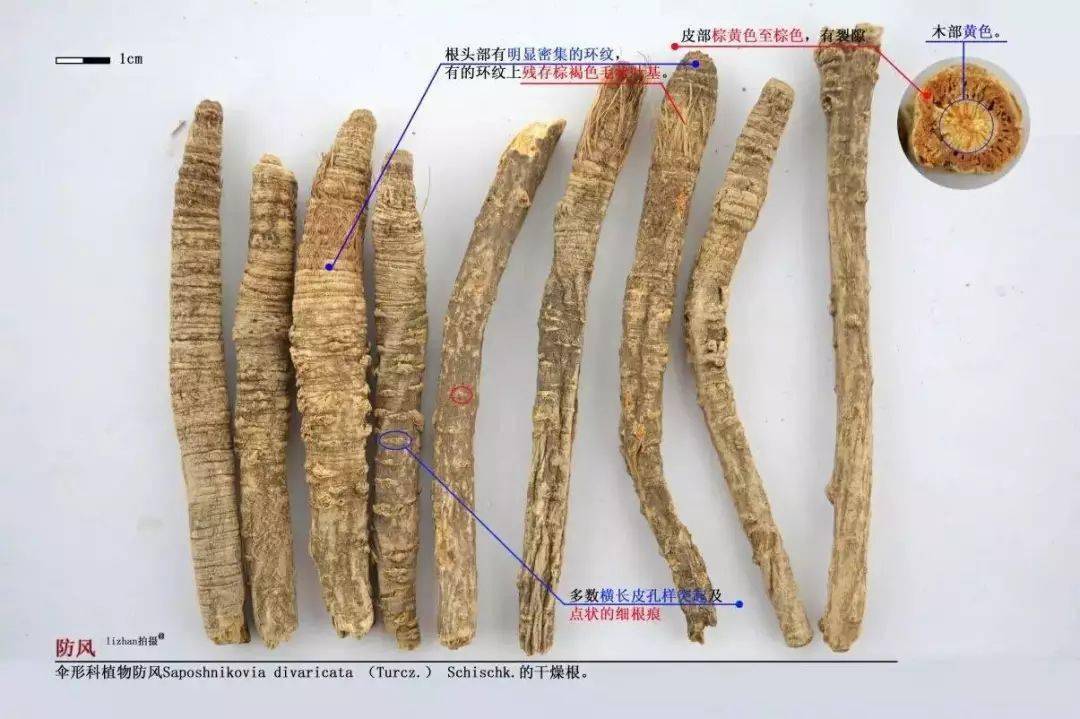 可放大:lizhan提供文风,屏风,回风,北风,风肉,关防风,东防风,口防风