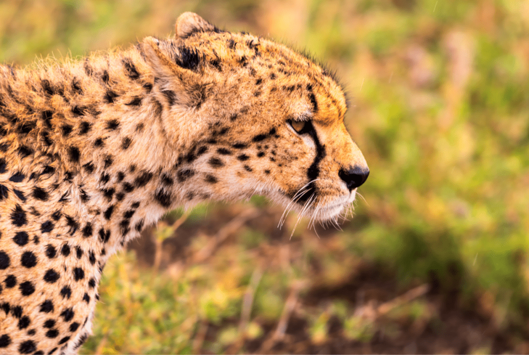 跑得飞快的草原高手猎豹比如像大山一样的帝企鹅爸爸分享趣味动物故事