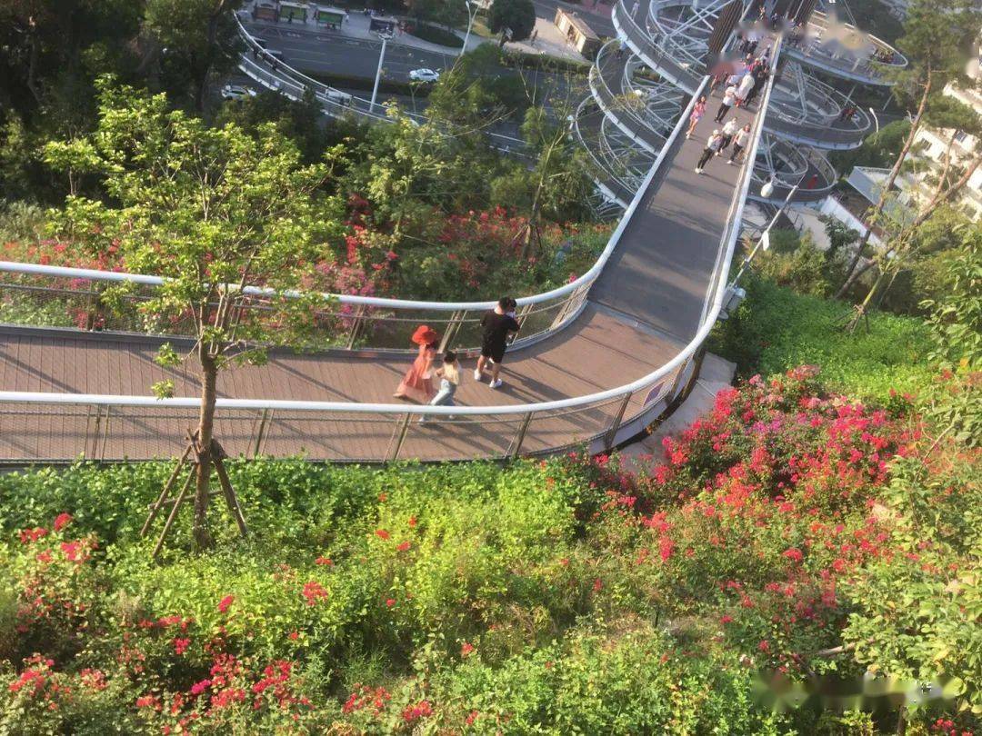 可愛玫瑰花與山海健康步道_廈門