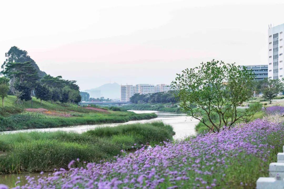 ar精选重塑河道生命系统深圳茅洲河碧道光明段生态修复试点eadg