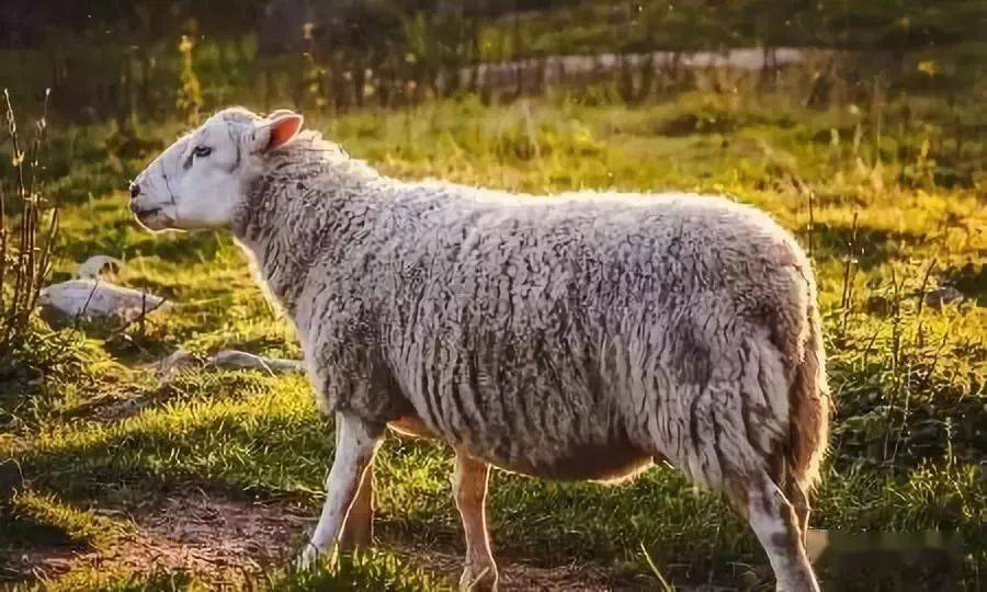 现代养羊180问(第41问)兰德瑞斯羊有何特性?