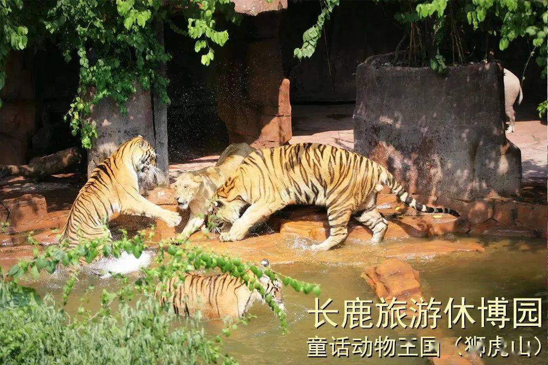 搶【佛山長鹿旅遊休博園】2大2小親子套票!_動物園