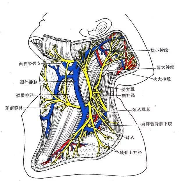 颈部软骨解剖结构图解图片