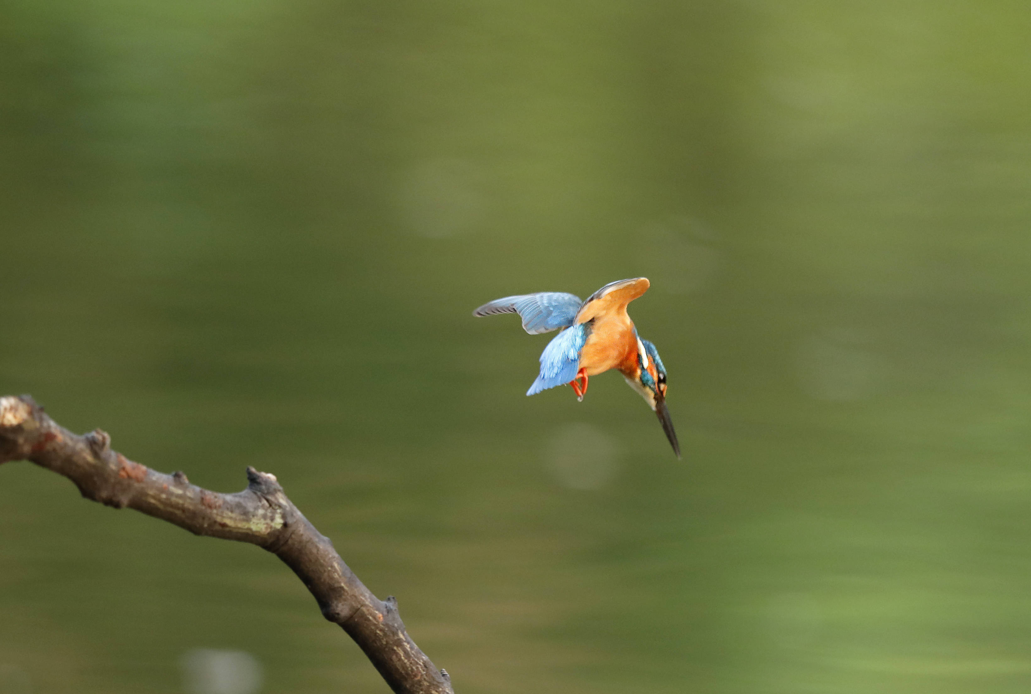 枝头翠鸟_新华社