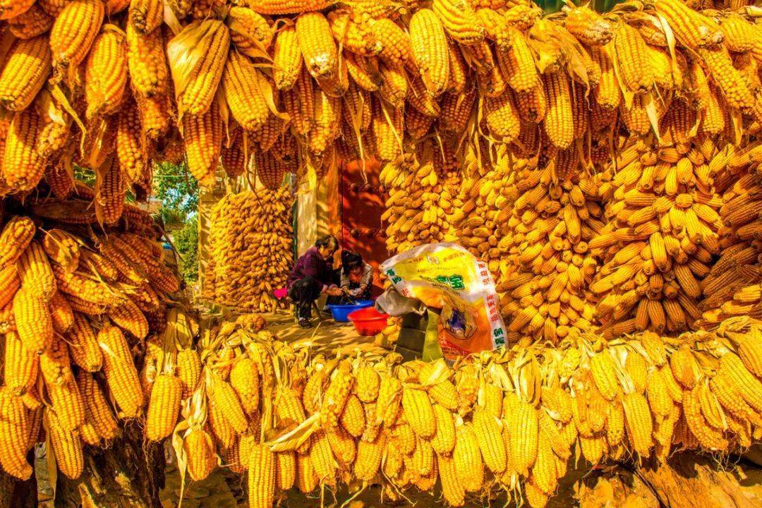 金色大地的丰收 镜头中的秋意 | "目之所及——秋韵"征集优秀图片展