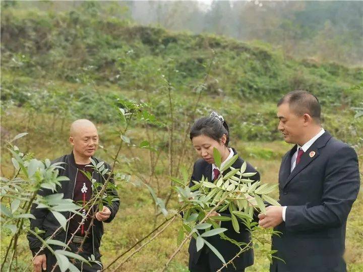 我的脱贫故事杨明刚检察院帮扶我成花椒王