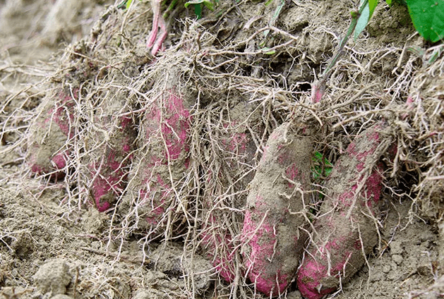 本草纲目盛赞的纯天然紫人参号称蔬菜之王90的人都没见过药食两用营养