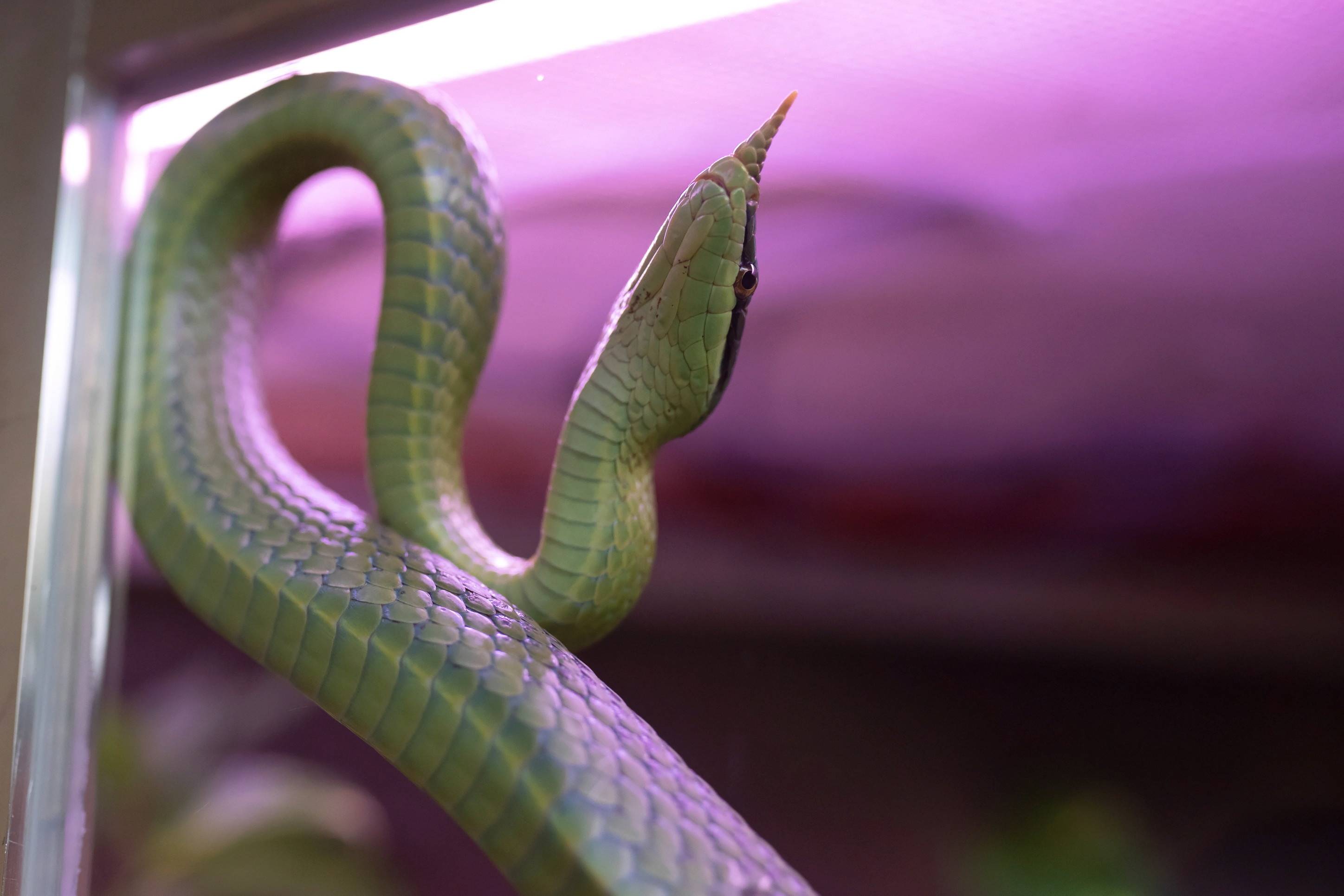 外代,2020年11月26日 这是11月25日在波兰普沃茨克动物园拍摄的尖喙蛇