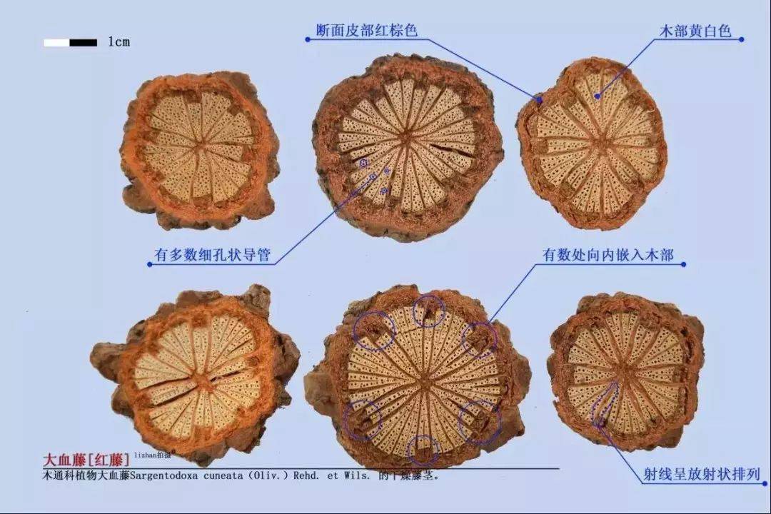 每天最少学一味中药大血藤
