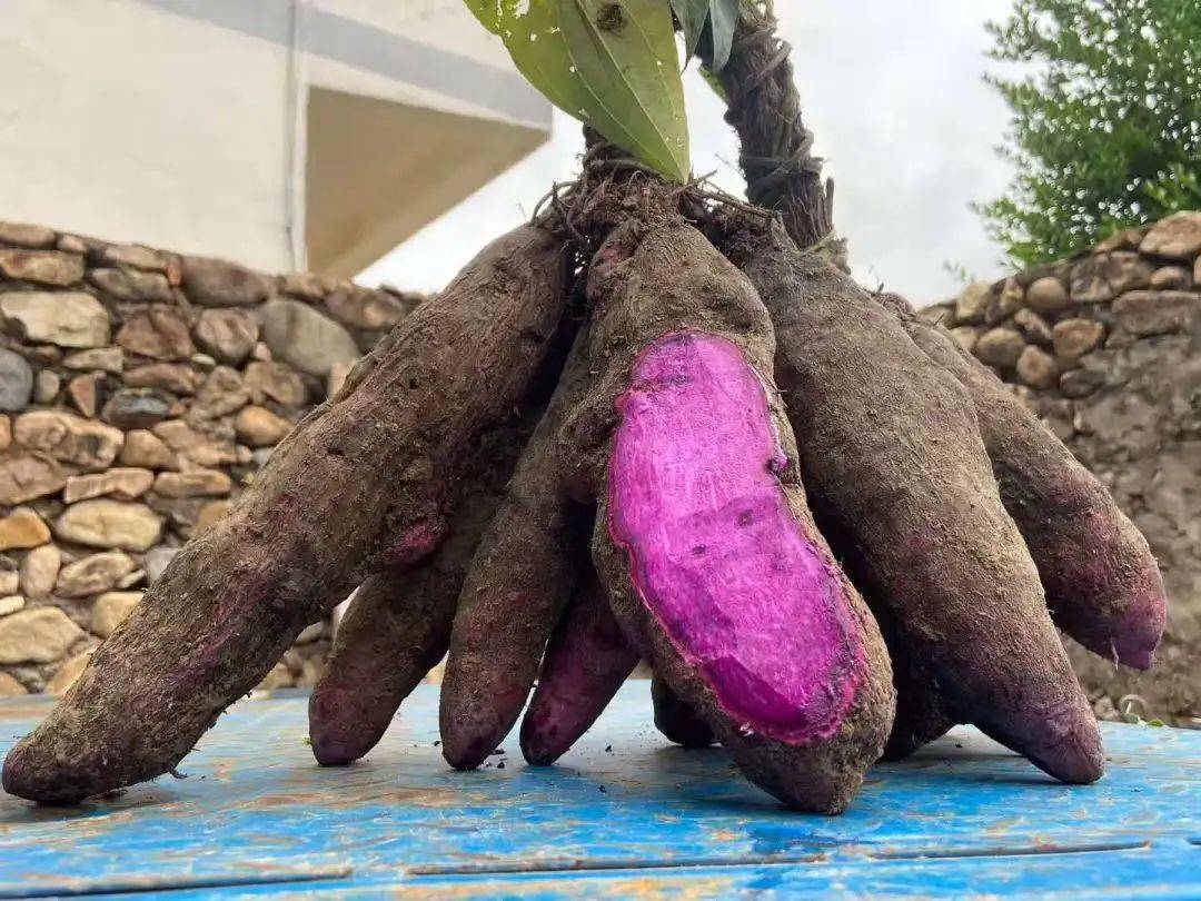 本草纲目盛赞的纯天然紫人参号称蔬菜之王90的人都没见过药食两用营养