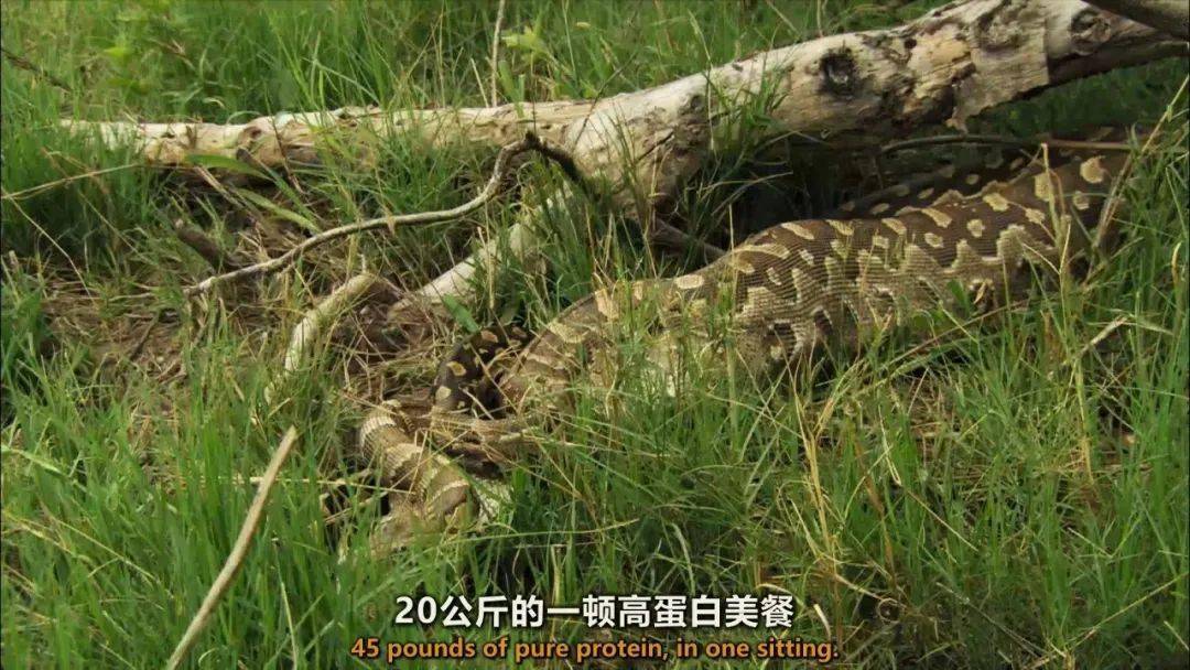 图说纪录片岩蟒女王