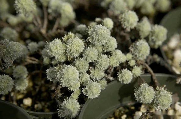 11种银色系的园林植物气质出色和冬天太配了看你认识几个