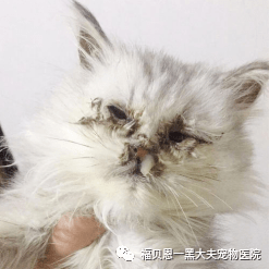 猫身上的狂犬病潜伏期最长多久_猫狂犬病在潜伏期会传染吗_猫得狂犬病在潜伏期会不会传染