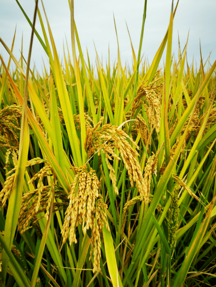 晚稻米为什么比早稻米好吃你真的知道原因吗