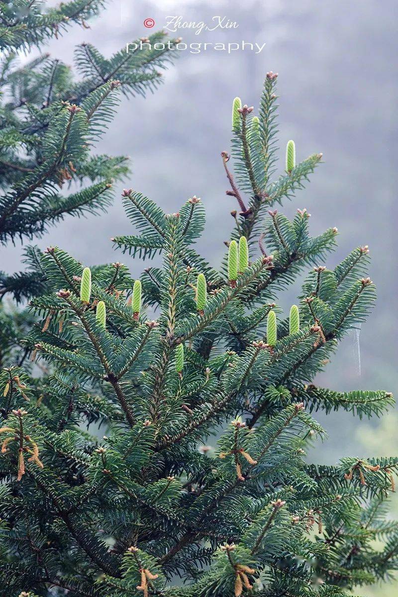 最接近灭绝边缘的植物就生长在繁华城市的边缘