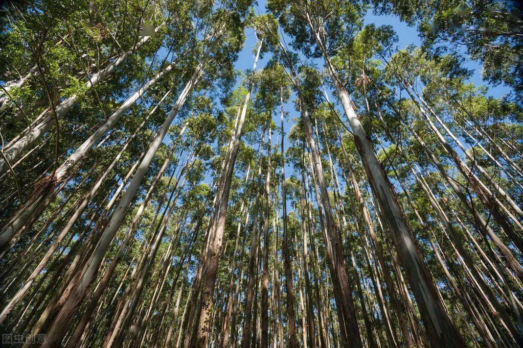 松树杉木桉树为什么桉树能在广西异军突起