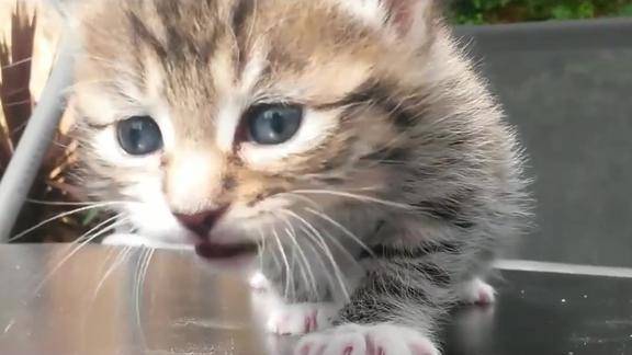 小奶猫奶声奶气的喵喵叫合集让你一次听个够