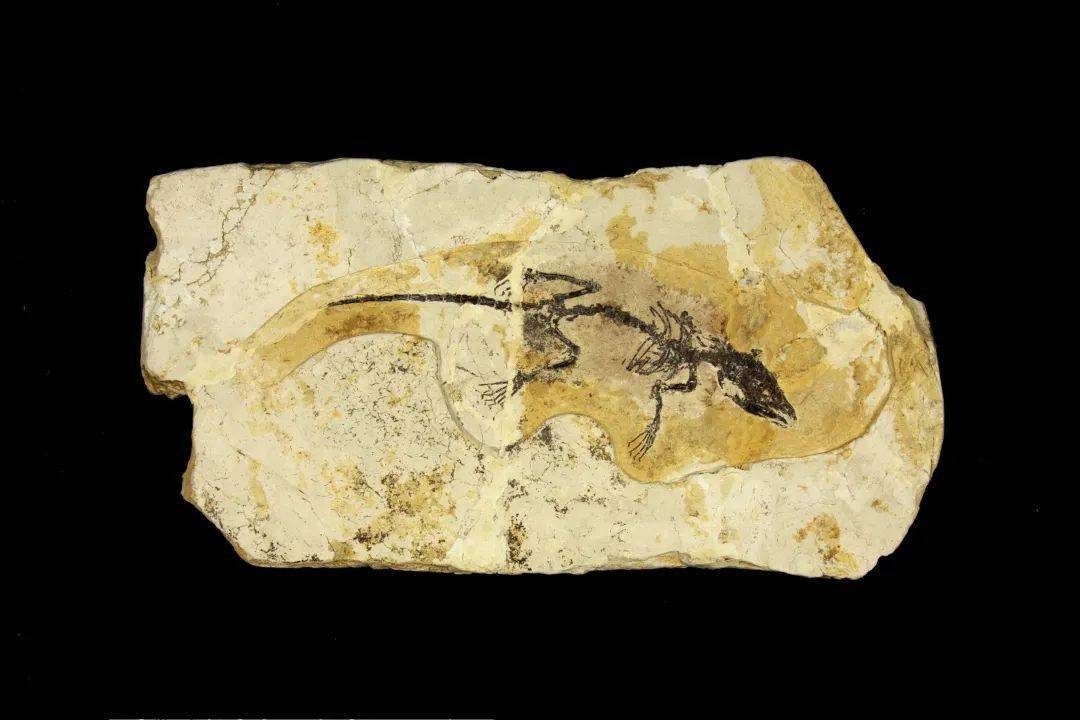 "中生代的庞贝城" ——热河生物群大展开幕在即_化石