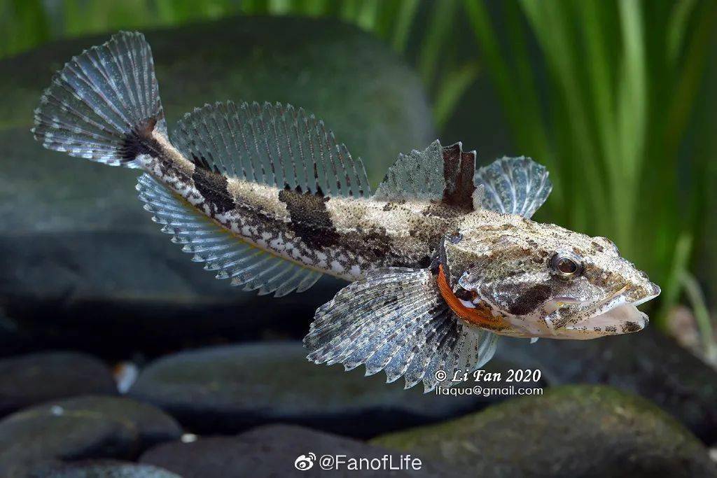 松江这条国鱼你吃过吗