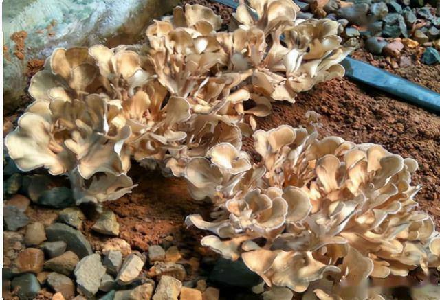 板栗树下的野味农民怕它出现却不知价值高人称华北人参