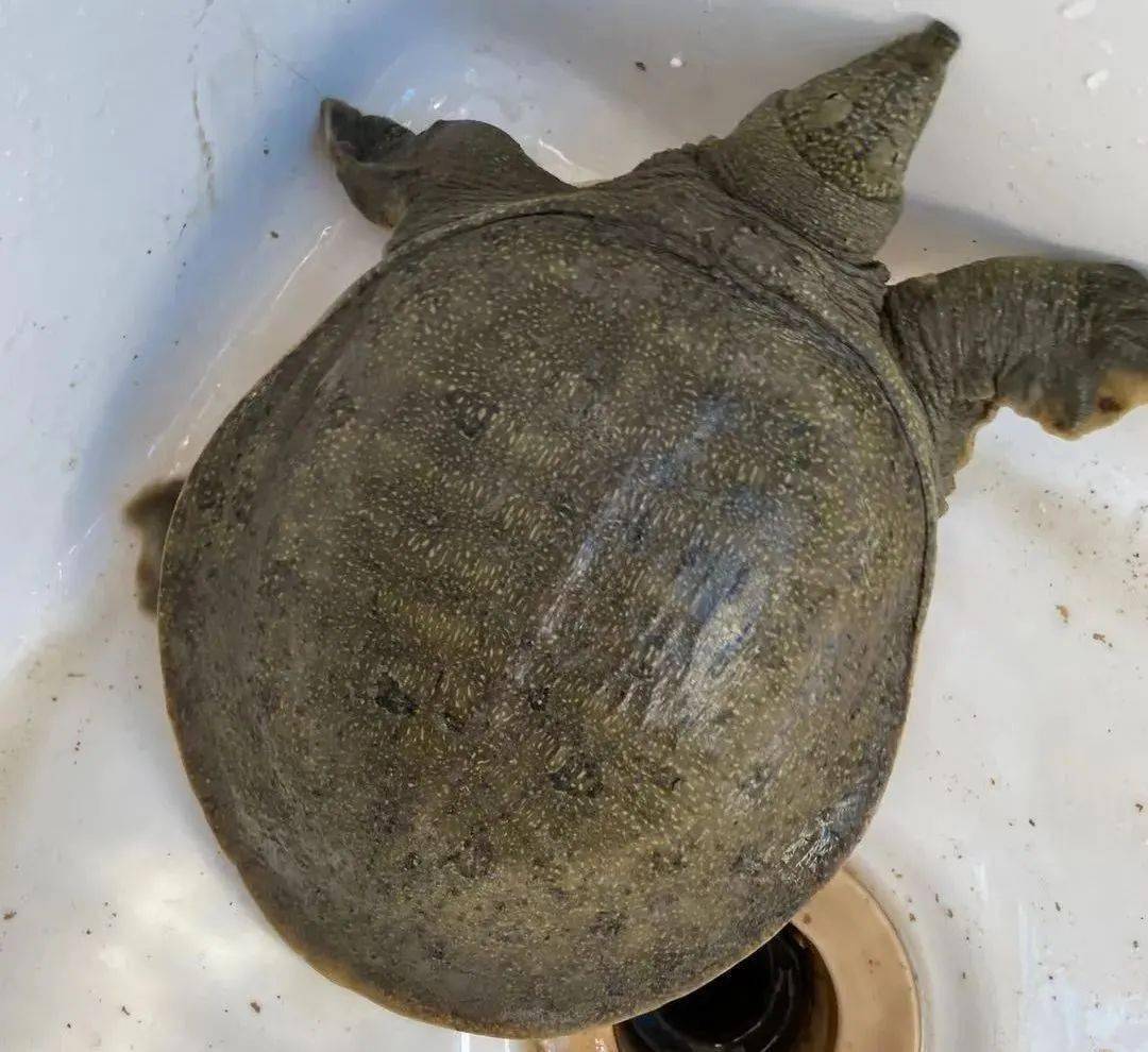 罗店人冬令进补时候到了安徽土鸡鸡蛋生态甲鱼周日送到家