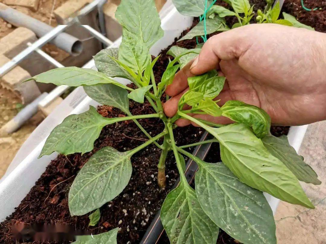 种辣椒,这两个整枝方法有讲究,看看你做对了没