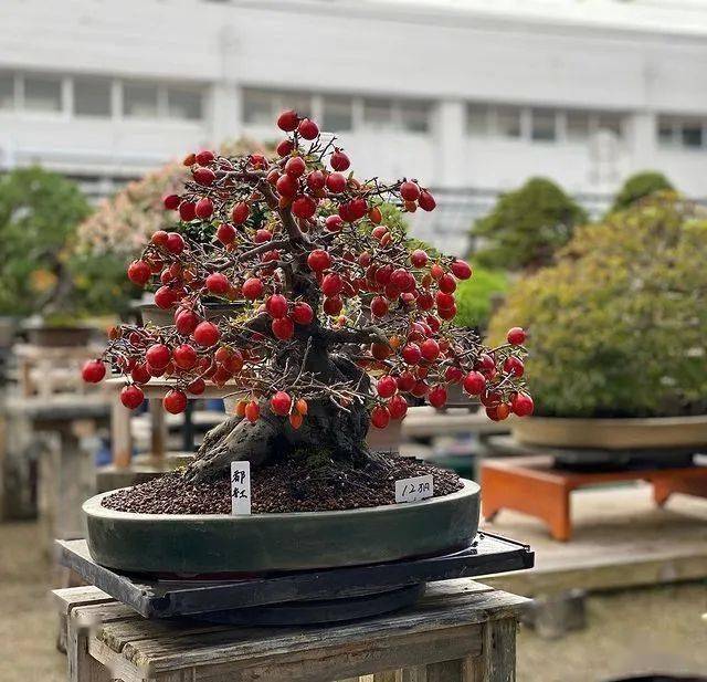 养一盆老鸦柿喜柿连连