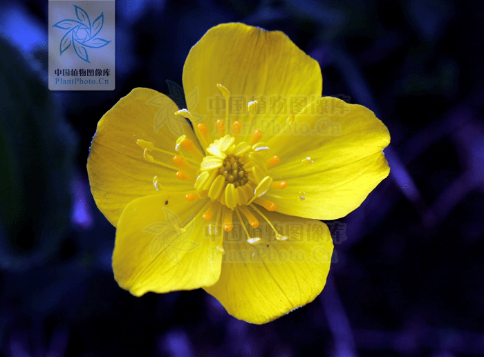 专栏每日赏草矮金莲花