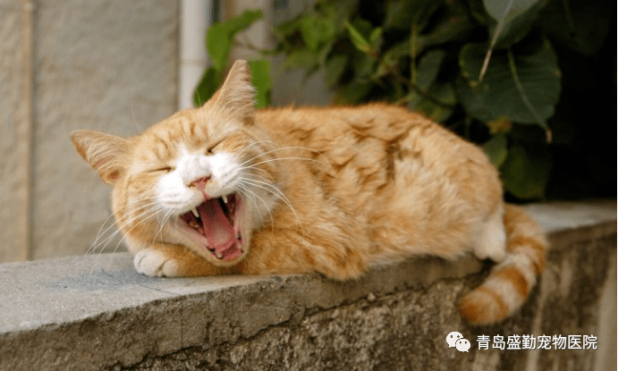 喵星人课堂猫咪喵叫声的含义