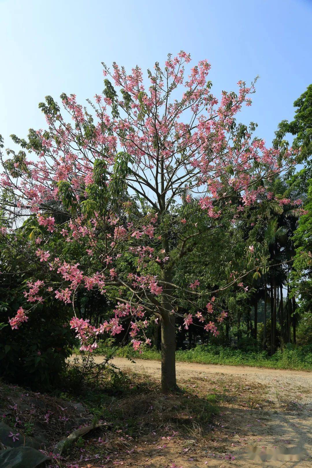 大肚子弥勒异木棉,你好意思说和美人树一家?