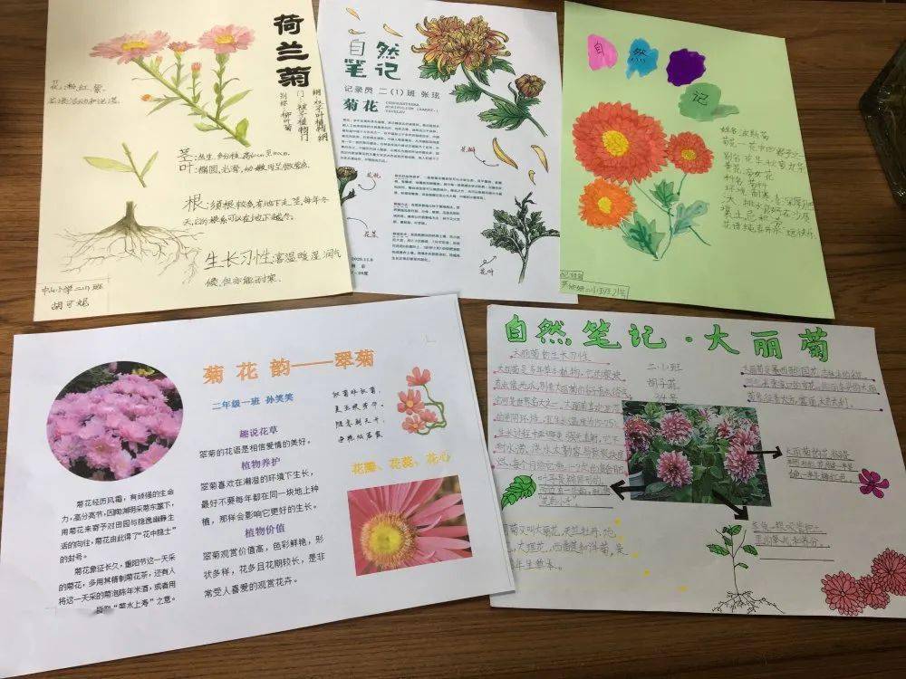 了解过后,孩子们还将每一种菊花的美好用画笔记录下来,不仅包含了菊花