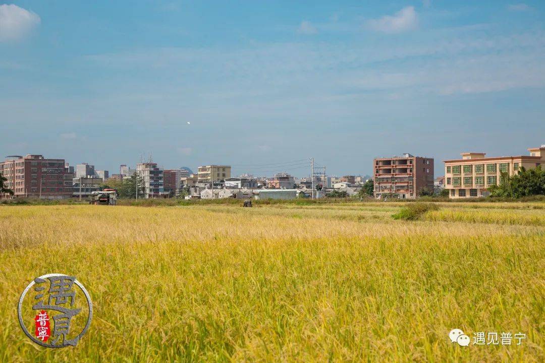 光南村稻田黄了