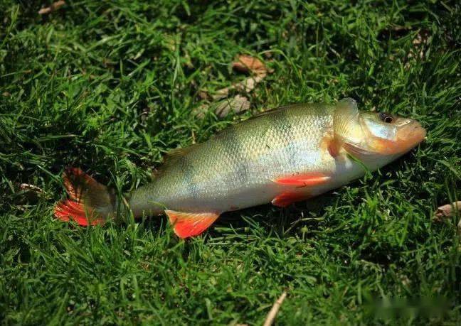 新疆额尔齐斯河里漂亮的河鲈鱼又被称为五道黑