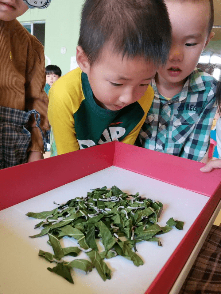 文登師範學校附屬幼兒園蠶寶寶觀察記錄一