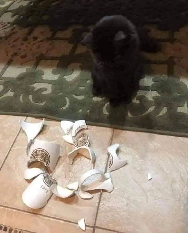 猫咪打碎了杯子,还被抓现场,结果毫无悔过之心,竟还对铲屎官卖萌!
