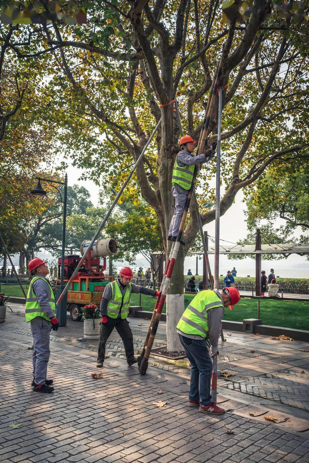 西湖边的行道树是怎么修剪养护的