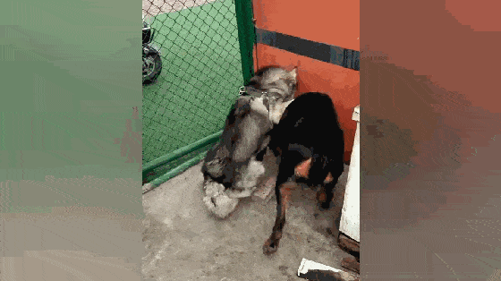 二哈和猛犬墙角打架,猛犬被揍得趴地求饶,网友:这二哈不纯!