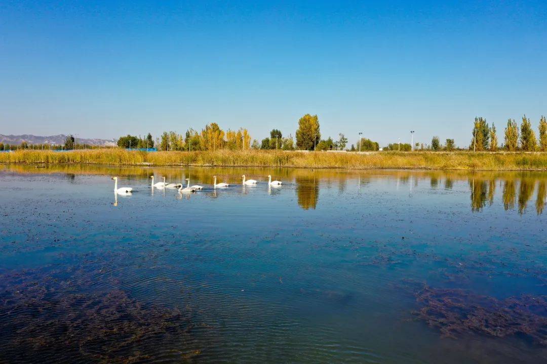 临城的泜河初冬美如画