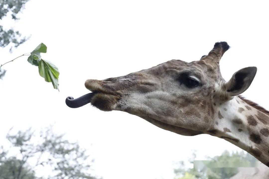 动物的超级感官——舌头
