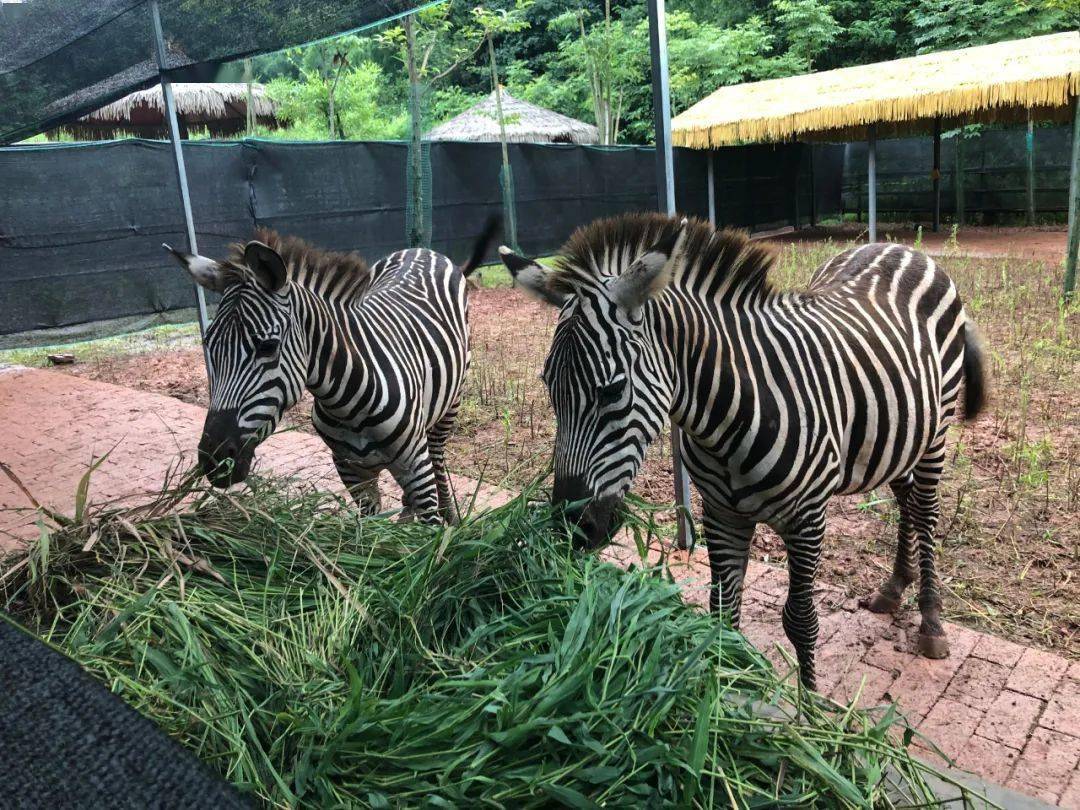 宜宾翠屏山动物园图片