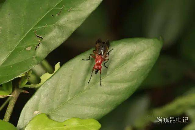 虫谱大观广口蝇
