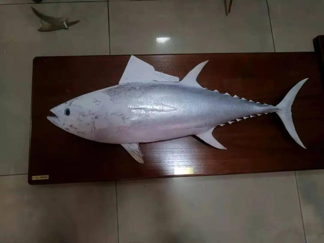 金枪鱼标本是如何制作的