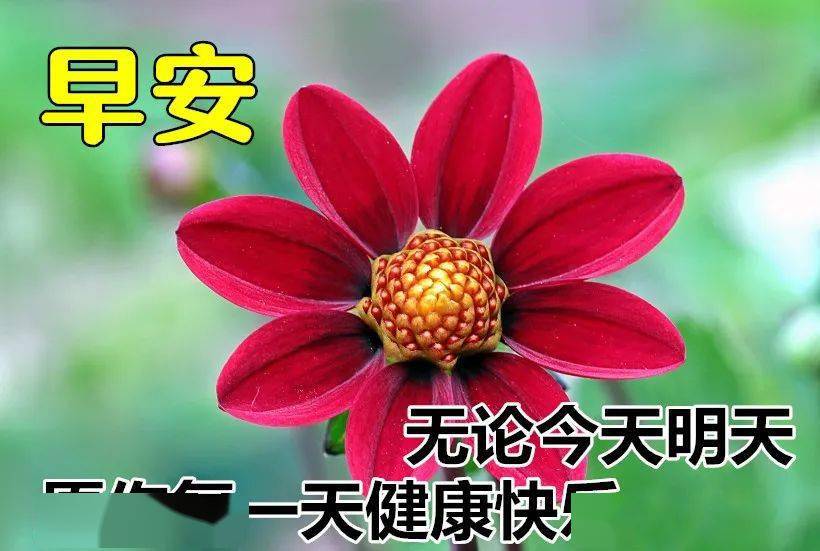 2020早上好動態美圖鮮花帶字早晨好最妙問候祝福送你