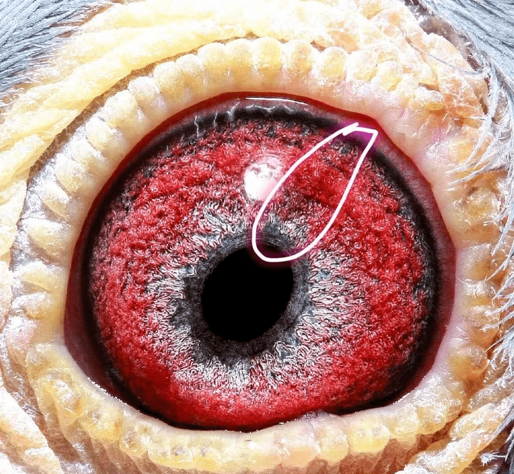 鸽王级别的鸽眼是这样的!