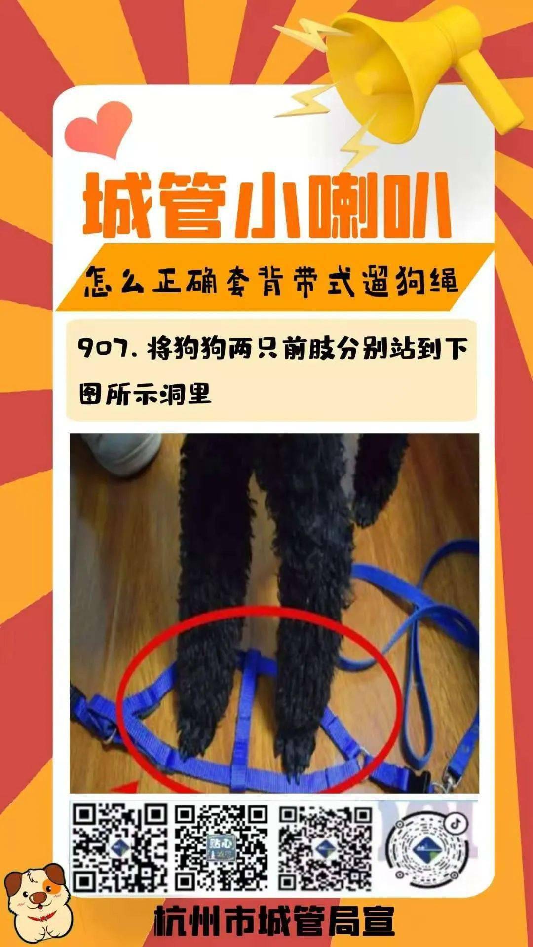城管小喇叭——怎么正确套背带式遛狗绳