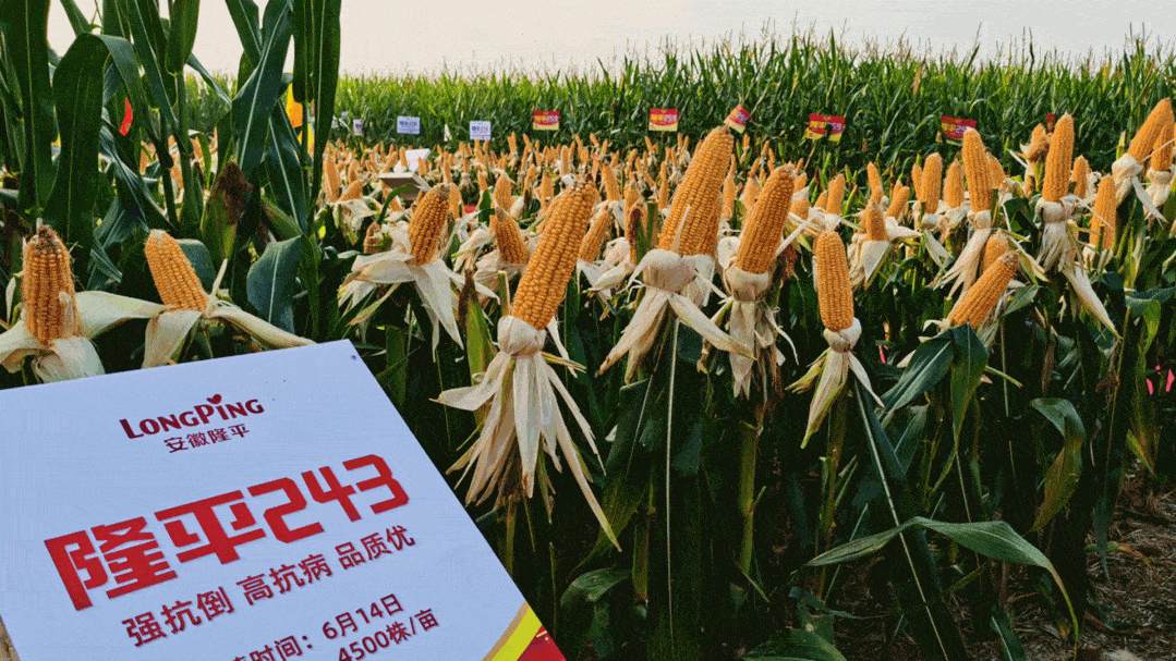 隆平243容重808克已过国审即将出场炸街了