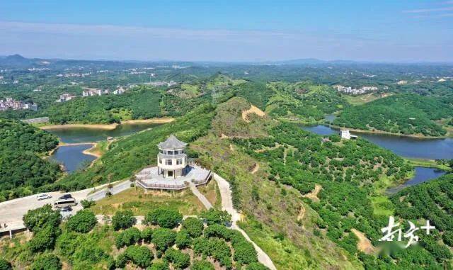 高州沙田镇马头岭龙眼产业园.