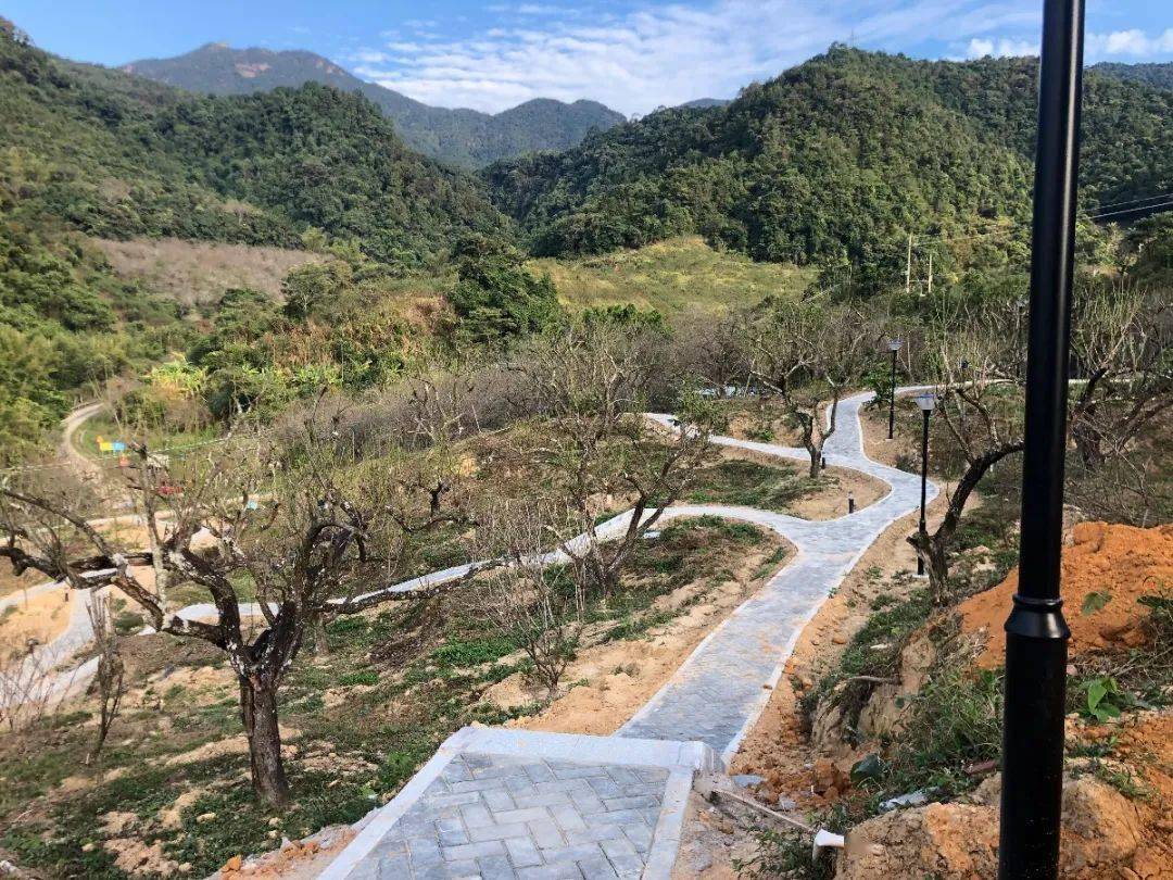 梁化梅园升级改造!今年有这些新变化…_惠东