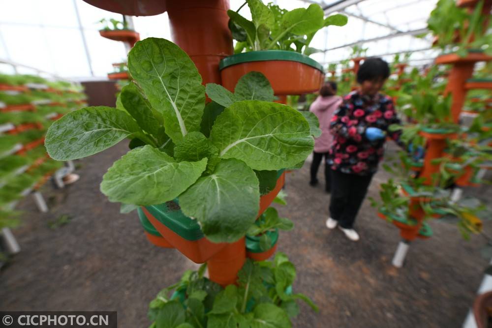 河北省邯鄲市廣平縣南陽堡鎮後南堡村,農民在管護立體種植的蔬菜